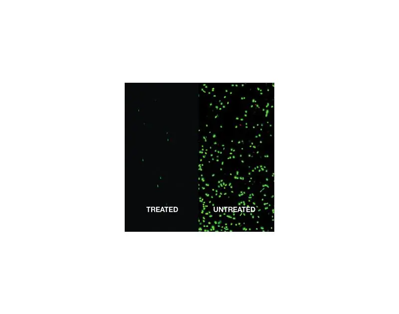 A side-by-side comparison of two microscopic images showing the effectiveness of a treatment. The left image, labelled "TREATED," displays a black background with a few scattered green fluorescent spots, indicating minimal microbial presence. The right im